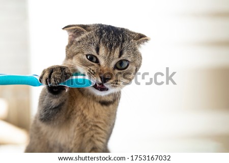 Similar – Image, Stock Photo Cat at the dentist