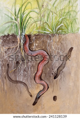 In many soils, earthworms play a major role in the conversion of large pieces of organic matter into rich humus