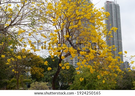 黃金風鈴木 Golden Trumpet-tree at Kowloon in hHng Kong 商業照片 © 
