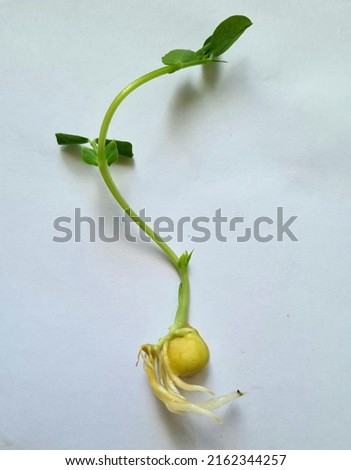 Young pea sprout isolated on white background Сток-фото © 