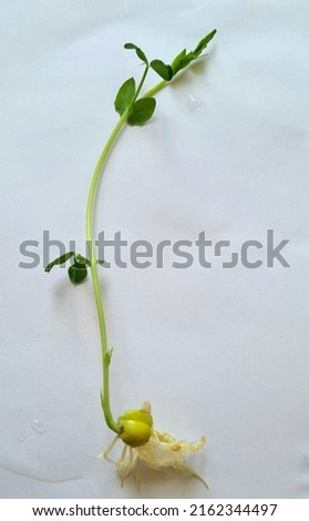 Pea sprout isolated on white background Сток-фото © 