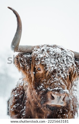 Similar – Image, Stock Photo Scottish highland cattle in the sunshine on a pasture in Oerlinghausen near Bielefeld at the Hermannsweg in the Teutoburg Forest in East Westphalia-Lippe, photographed in classic black and white