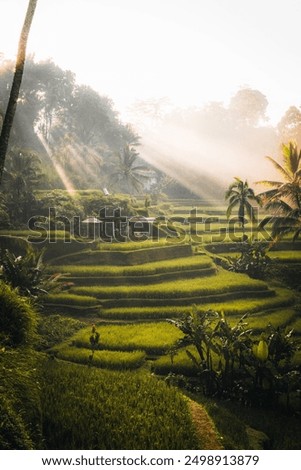 Similar – Image, Stock Photo Crop traveler with trekking poles in mountains in winter