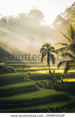 Similar – Image, Stock Photo rustic jungle Sunlight