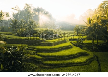 Similar – Image, Stock Photo Aerial view of early morning mist over small rustic road among forest trees