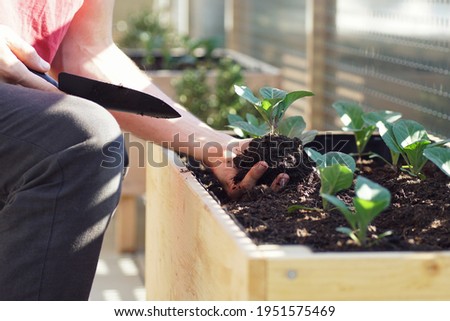 Foto Bild junger Kohlrabi im Beet