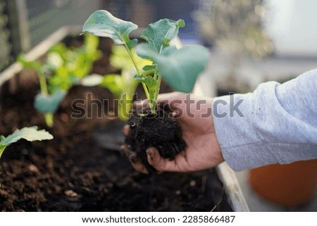 Similar – Foto Bild junger Kohlrabi im Beet