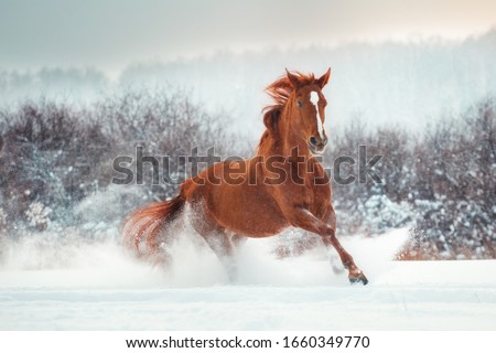 Horse portrait winter gallop snow Сток-фото © 
