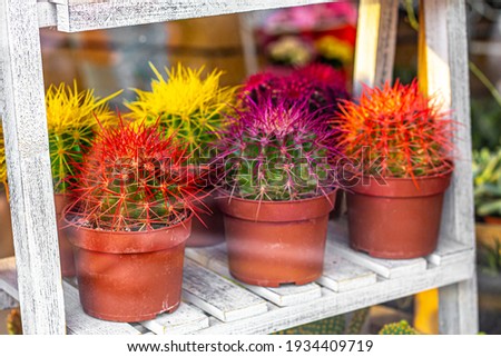 Similar – Image, Stock Photo Cacti behind glass