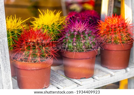 Similar – Image, Stock Photo Cacti behind glass