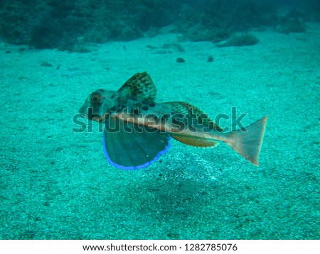 Similar – Image, Stock Photo Robin in the Azores