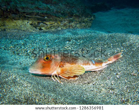 Similar – Image, Stock Photo Robin in the Azores