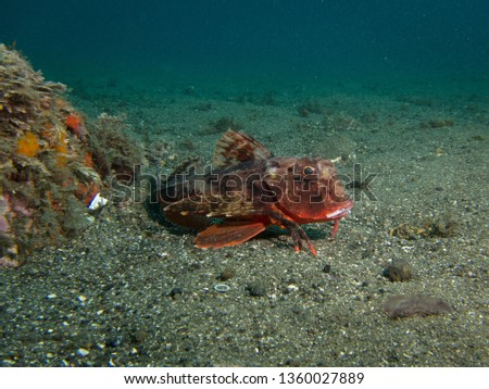 Similar – Image, Stock Photo Robin in the Azores