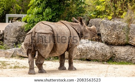 The Indian rhinoceros also called the Indian rhino, greater one-horned rhinoceros or great Indian rhinoceros, is a rhinoceros species native to the Indian subcontinent.  