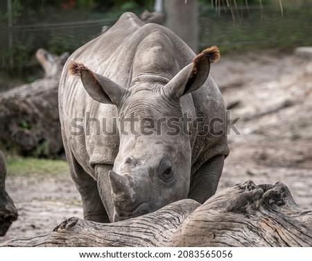 The white rhinoceros or square-lipped rhinoceros is the largest extant species of rhinoceros. The white rhinoceros consists of two subspecies: northern white rhinos and southern white rhinos. 