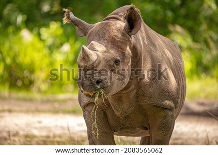 The white rhinoceros or square-lipped rhinoceros is the largest extant species of rhinoceros. The white rhinoceros consists of two subspecies: northern white rhinos and southern white rhinos. 
