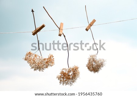 Similar – Image, Stock Photo Dry hydrangea flowers in neutral colors on a table in the living room at home. Apartment decor in minimalist style with soft warm sunny light.