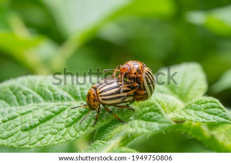 Reproduction of colorado potato beetles in potato leaves.Colorado beetle, potato parasite. Close-up colorado potato beetle, Decemlineata, potatoes parasites, leptinotarsa, potatoes beetles.