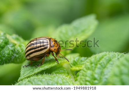 Colorado potato beetles in potato leaves.Colorado beetle, potato parasite. Close-up colorado potato beetle, Decemlineata, potatoes parasites, leptinotarsa, potatoes beetles.