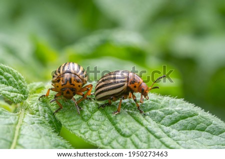 Reproduction of colorado potato beetles in potato leaves.Colorado beetle, potato parasite. Close-up leptinotarsa potato beetle, Decemlineata, potatoes parasites, leptinotarsa, potatoes beetles