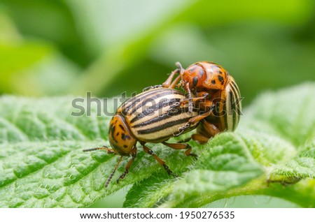Reproduction of colorado potato beetles in potato leaves.Colorado beetle, potato parasite. Close-up colorado potato beetle, Decemlineata, potatoes parasites, leptinotarsa, potatoes beetles in mating.
