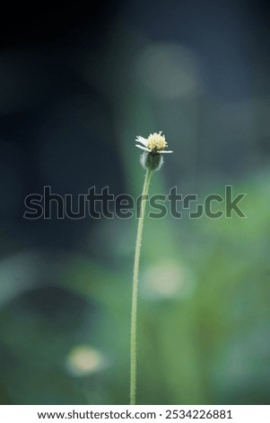 Similar – Image, Stock Photo Taraxacum officinale, Dandelion. Seeds