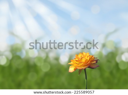 Single yellow rose with sunny abstract bokeh grass and blue sky background