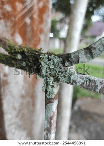 Similar – Image, Stock Photo Wooden gate between two houses with no trespassing sign.