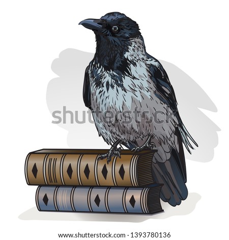 Grey crow sitting on a books on a white background. Vector illustration. Hooded crow bird, also known locally as Scotch crow, Danish crow.