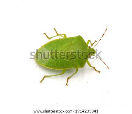 Pinterest
Green bug | Green bug | Stink bug, stink beetle, white background Stock foto © 