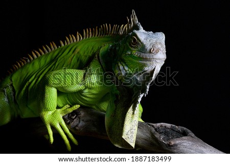 Similar – Image, Stock Photo Endangered Green Iguana in Tree, Guadeloupe, Caribbean