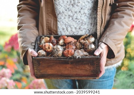 Similar – Image, Stock Photo Spring bulbs ready for transplanting. Gardening concept. Easter concept.