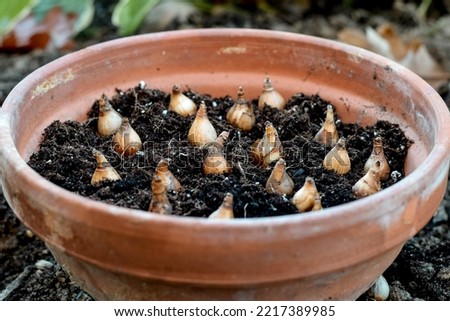 Similar – Image, Stock Photo Spring bulbs ready for transplanting. Gardening concept. Easter concept.