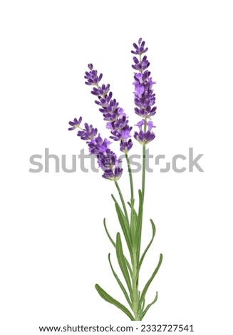 Similar – Foto Bild Blühender Lavendel in einem weißen Blumentopf auf einer Fensterbank im Sonnenlicht