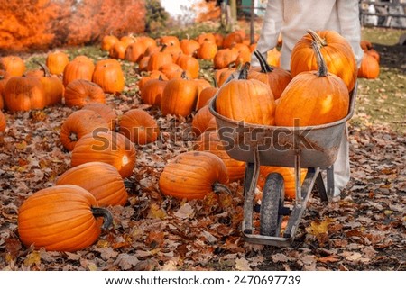 Similar – Image, Stock Photo Fresh organic pumpkin harvest