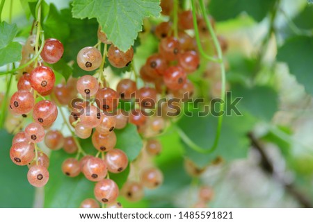 Similar – Image, Stock Photo pink currants on a bush