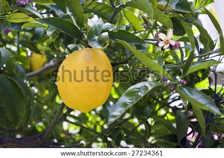 Lemon tree branch with lemon and leaves in background