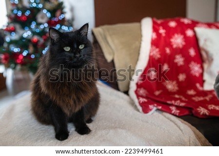 Image, Stock Photo cat inside a christmas gift box with lights