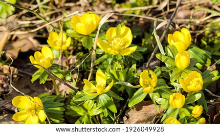 Yellow anemone ranunculoides (yellow anemone, yellow wood anemone, buttercup anemone) flower group. Spring flowers. Yellow wild flowers.