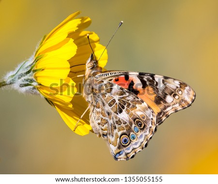 Painted Lady on a Desert Gold. Borrego Valley, San Diego County. Photo stock © 