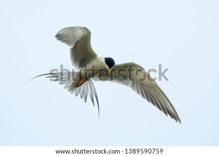 Forster's Tern flying over San Diego Bay National Wildlife Refuge Complex. Photo stock © 