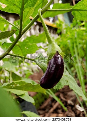 Similar – Foto Bild Aubergine auf lebhaftem violettem Hintergrund