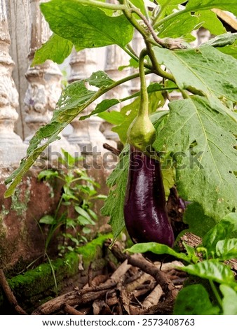 Similar – Foto Bild Aubergine auf lebhaftem violettem Hintergrund