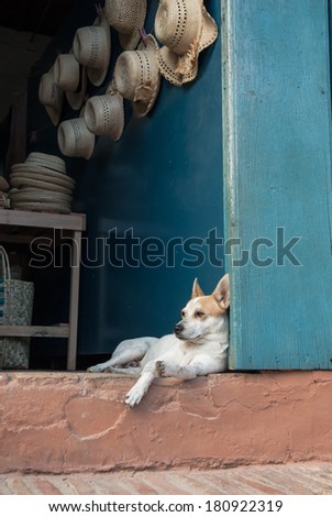 White dog resting in a hat shop, Trinidad, Cuba
