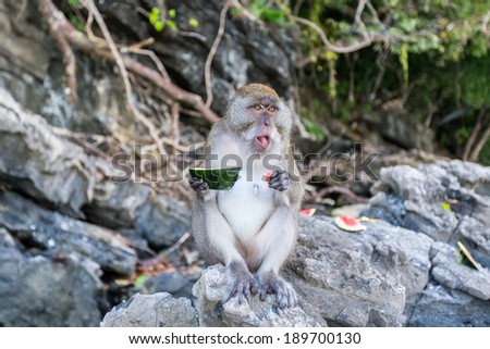 monkey eat watermelon