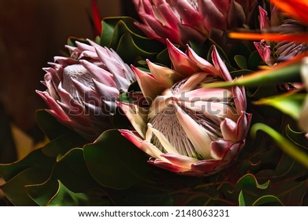 Similar – Image, Stock Photo Protea or King Protea (Protea cynaroides)