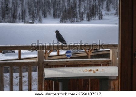 Similar – Image, Stock Photo crow sitting on a power line. bird looking to river early morning, wire line and bird silhouette, golden sunrise