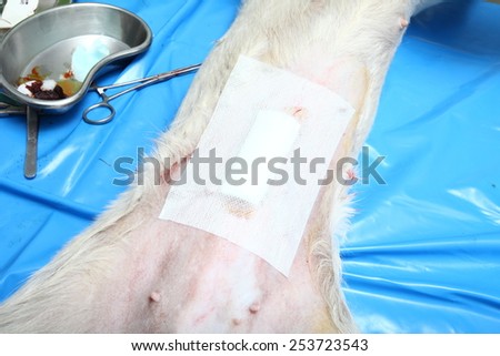 Operating wound on abdomen by dog