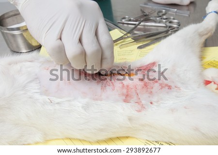 Cat in a veterinary surgery ,veterinarian sterilization operation on cat