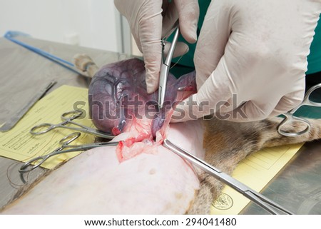 Caesarean section to cat, made by veterinary surgeon
